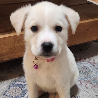 Pumernickle, Adoptable, Puppy Female Husky & Labrador Retriever.