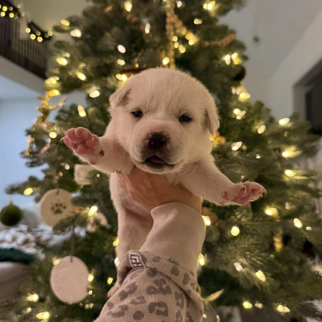 Pumernickle, a Adoptable mixed breed in Allentown, PA image 2/6