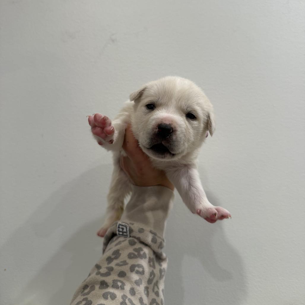 Pumernickle, a Adoptable mixed breed in Allentown, PA image 4/6