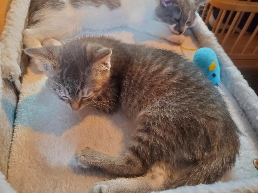 Enlarge Mini, a Adoptable Domestic Short Hair in Lorain, OH image 1/2