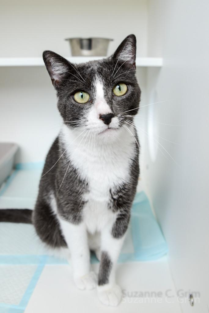 Ezra, Adoptable, Young Male Domestic Short Hair.