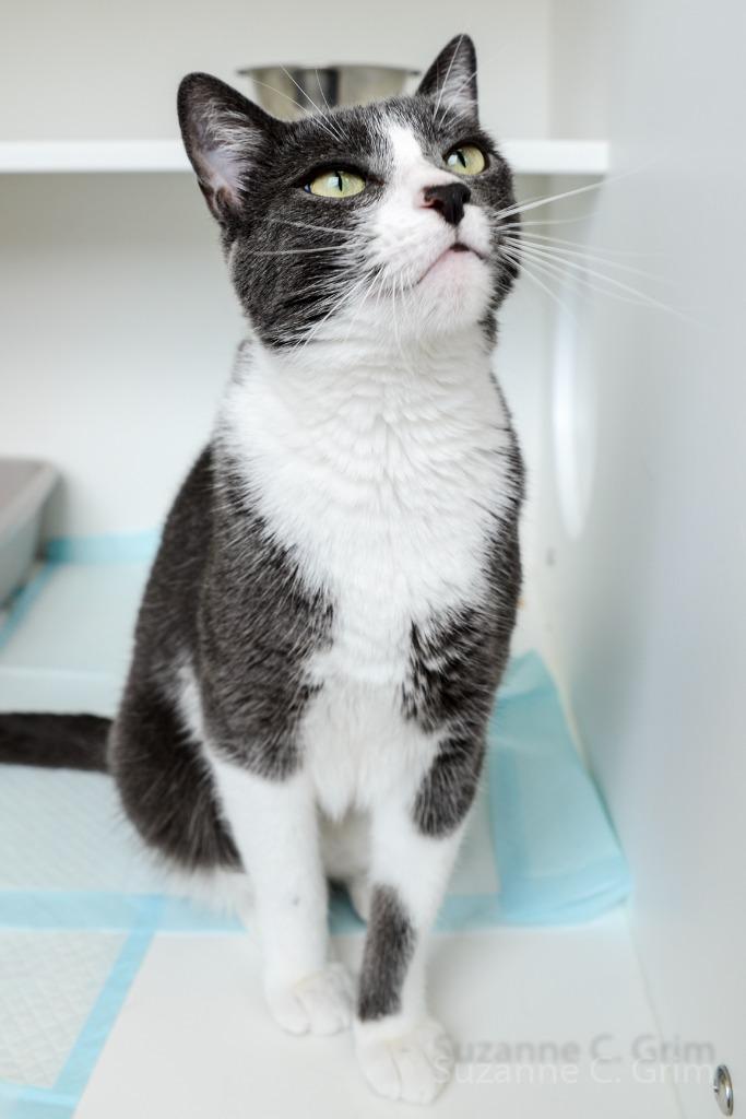 Ezra, a Adoptable mixed breed in New Orleans, LA image 3/6