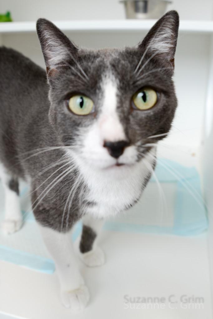 Ezra, a Adoptable mixed breed in New Orleans, LA image 4/6