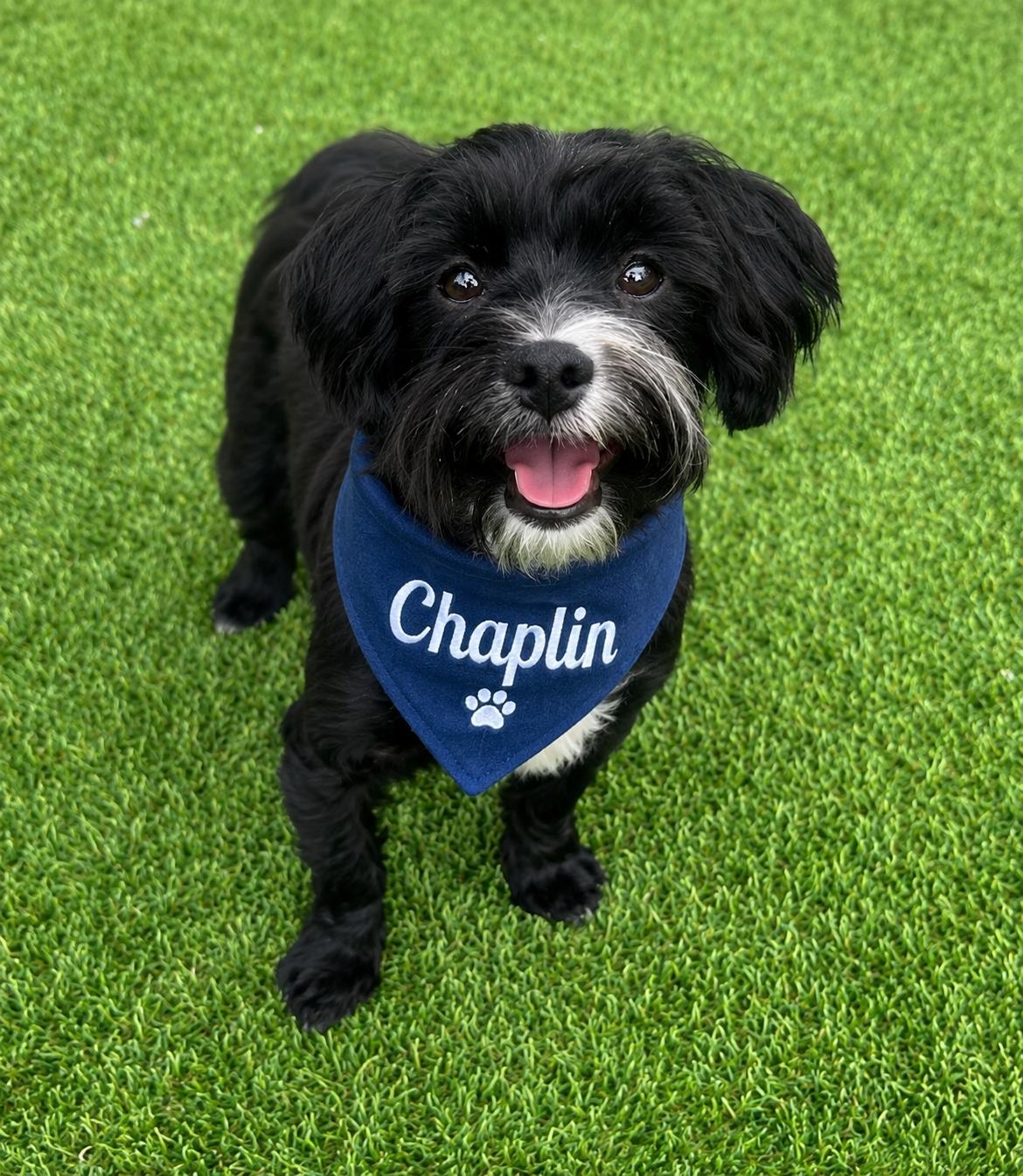 CHAPLIN, adopted, Puppy Male Havanese.