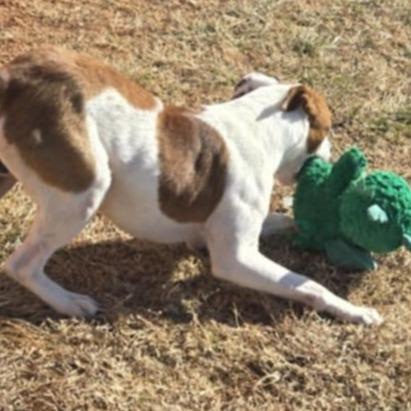 Moe, Adoptable, Adult Male Pit Bull Terrier.