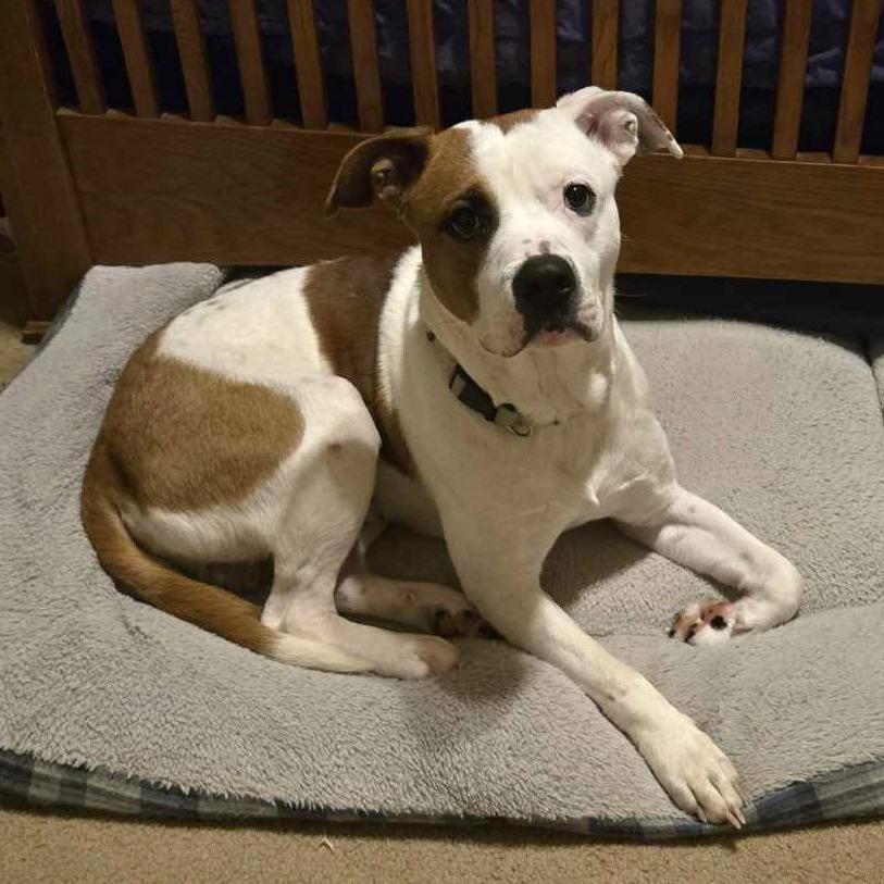 Enlarge Moe, a Adoptable Pit Bull Terrier in Newcastle, OK image 2/4