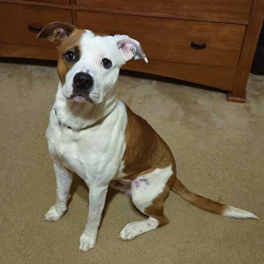 Enlarge Moe, a Adoptable Pit Bull Terrier in Newcastle, OK image 3/4