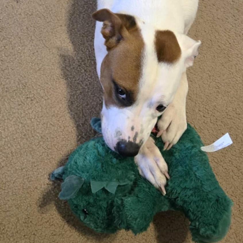 Enlarge Moe, a Adoptable Pit Bull Terrier in Newcastle, OK image 4/4