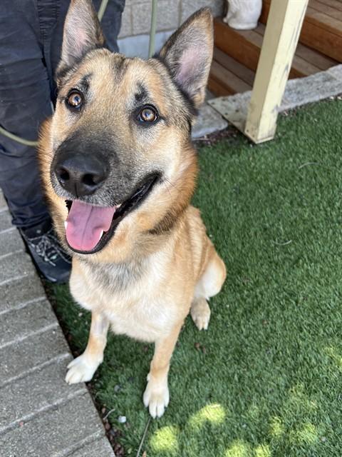 Enlarge graham, a Adoptable German Shepherd Dog in Phoenix, OR image 3/4
