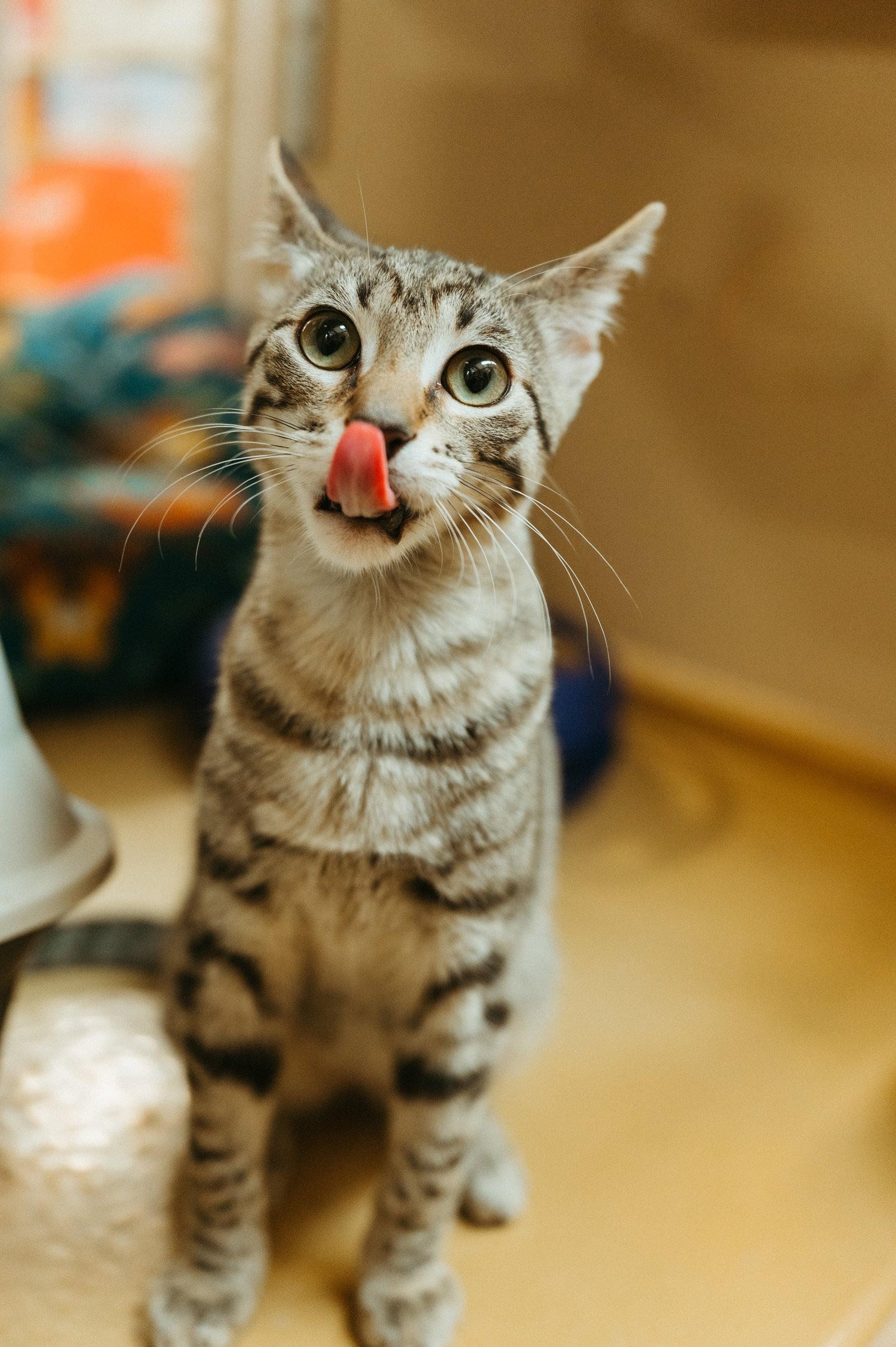 Joey, Adoptable, Young Male Domestic Short Hair.