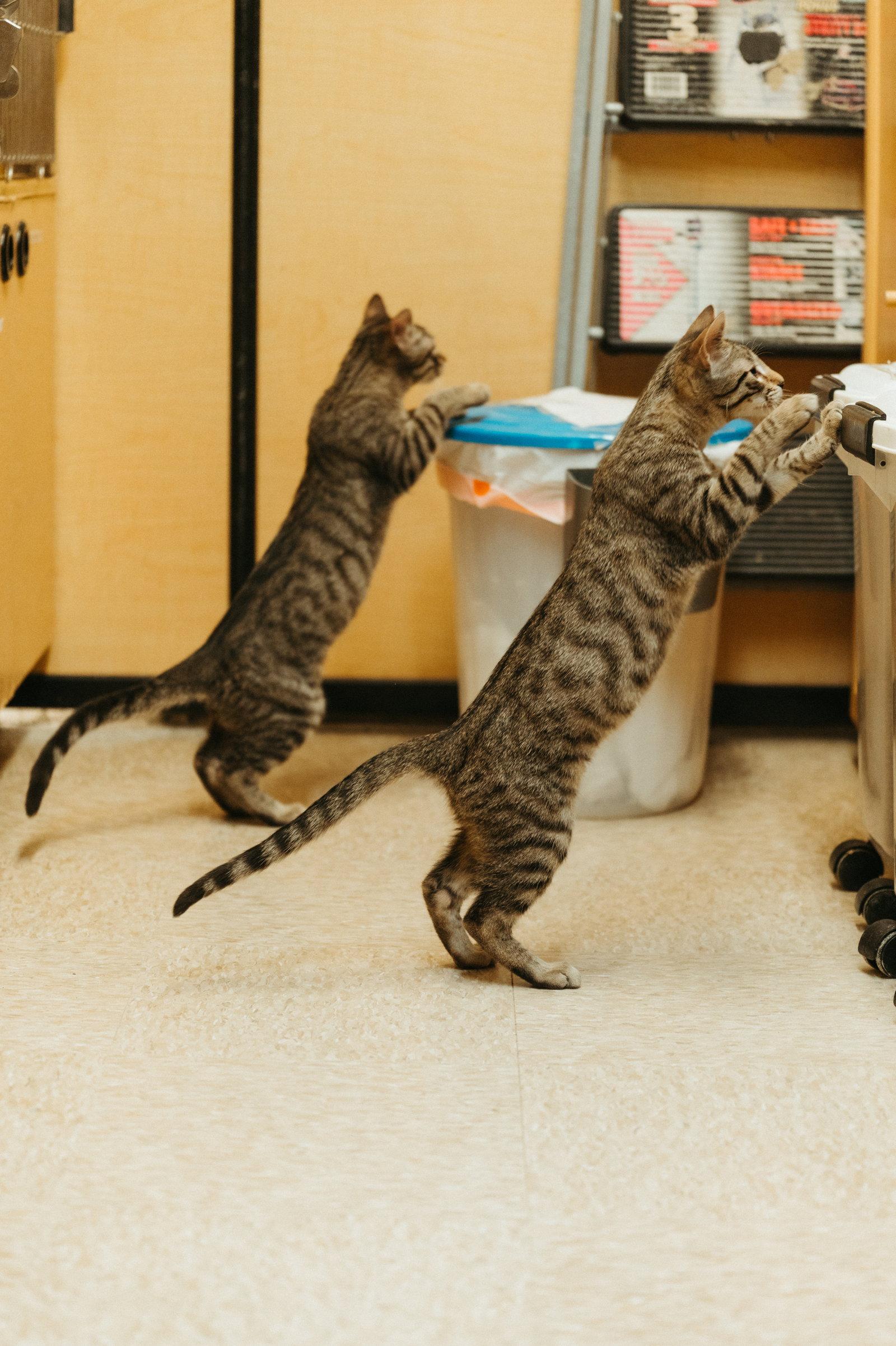 Enlarge Joey, a Adoptable Domestic Short Hair in McKinney, TX image 2/3
