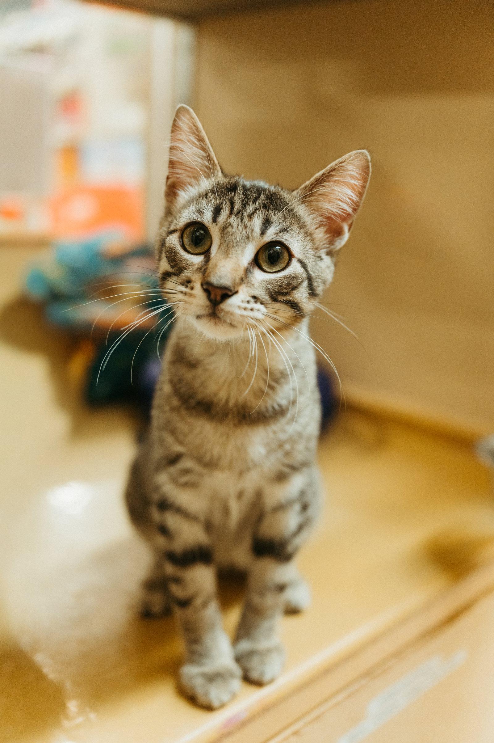 Enlarge Joey, a Adoptable Domestic Short Hair in McKinney, TX image 3/3