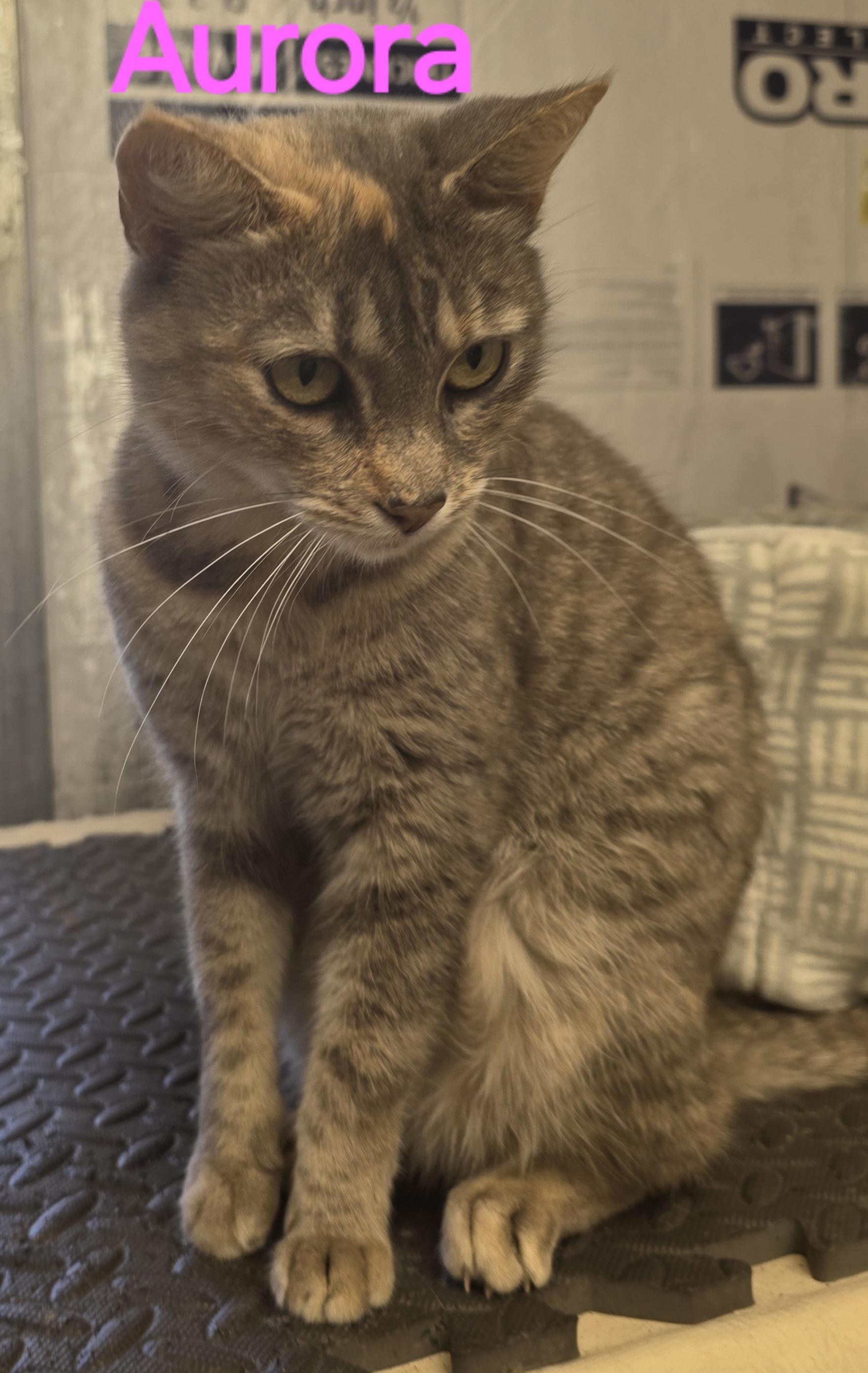 Aurora, Adoptable, Young Female Dilute Calico.