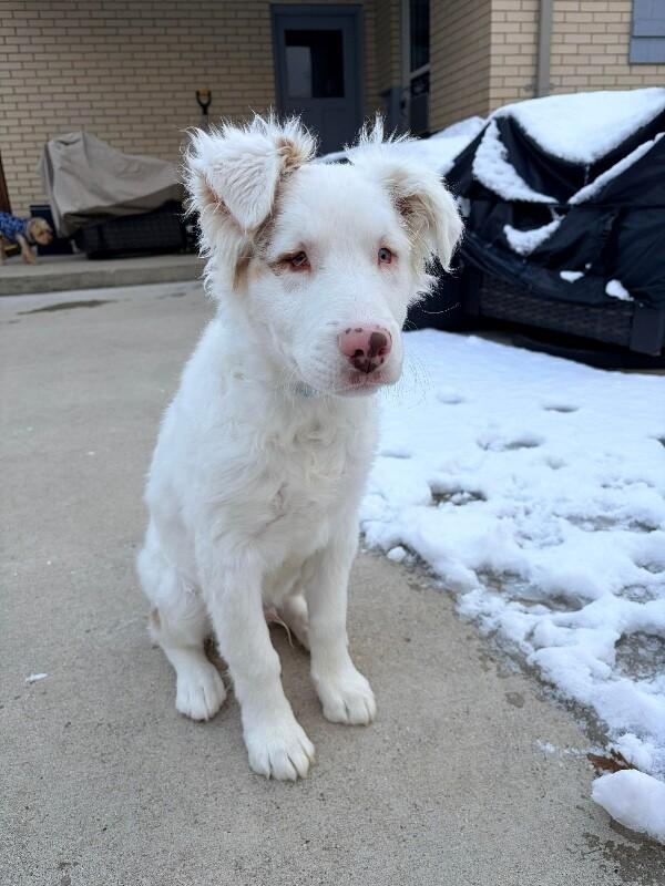 Enlarge Noble, a Adoptable mixed breed in Alma, WI image 1/5