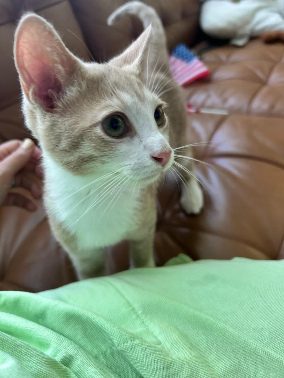 Drake, a Adoptable Domestic Short Hair in Sicklerville , NJ image 1/2