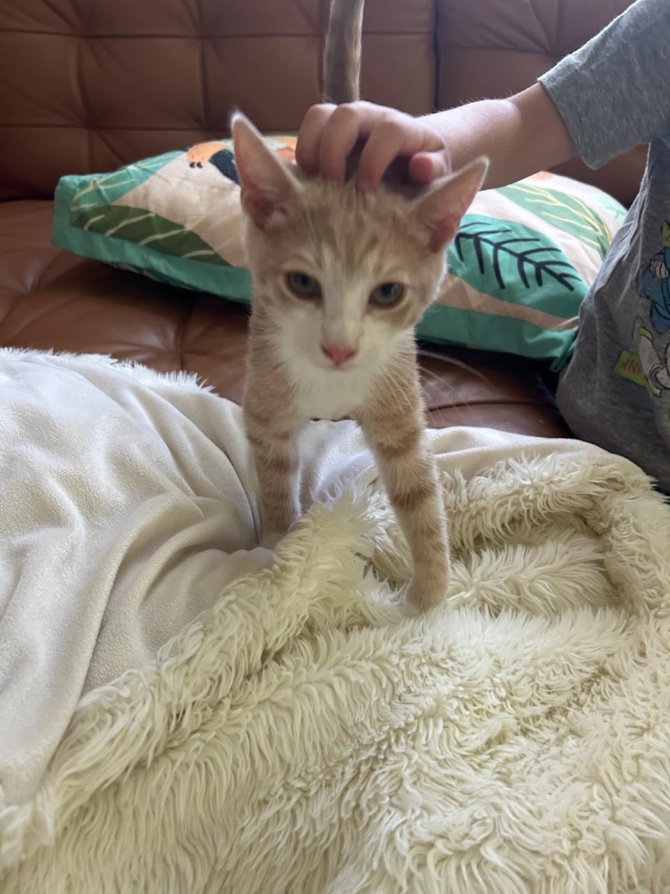 Drake, a Adoptable Domestic Short Hair in Sicklerville , NJ image 2/2
