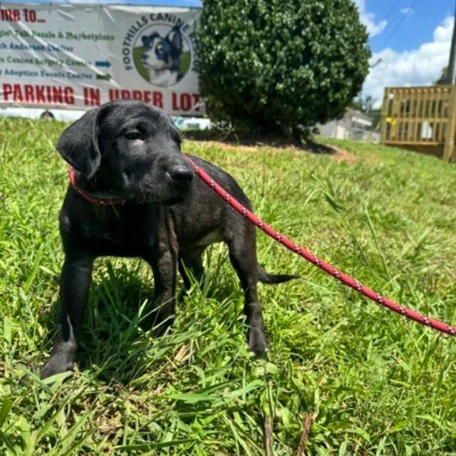 Eleanor (The Charming Litter), Adoptable, Puppy Female Labrador Retriever & Mixed Breed.