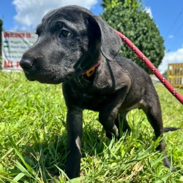 Eleanor (The Charming Litter), a Adoptable mixed breed in Lenoir, NC image 2/5