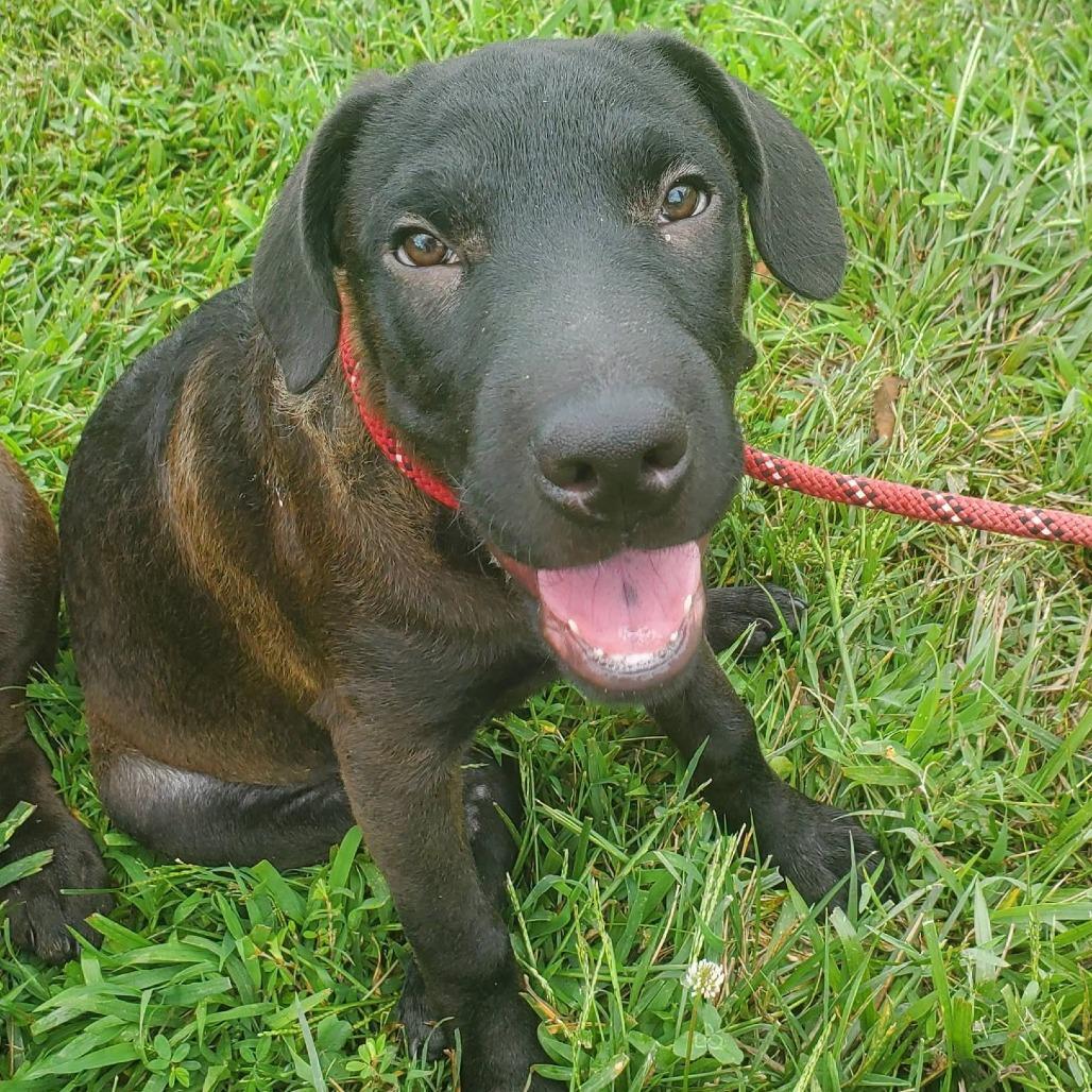 Eleanor (The Charming Litter), Adoptable, Puppy Female Hound & Retriever.