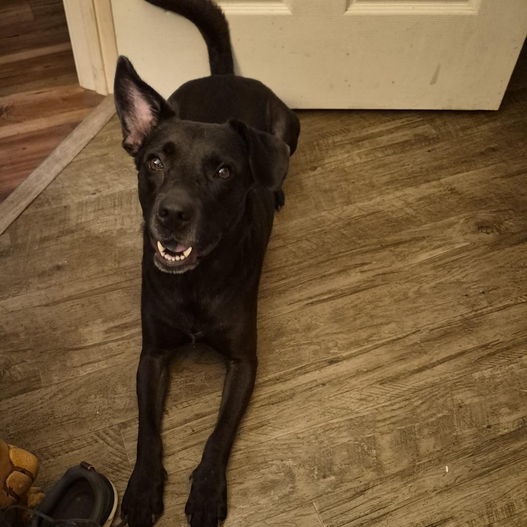 Enlarge Eleanor (The Charming Litter), a Adoptable mixed breed in Lenoir, NC image 3/6