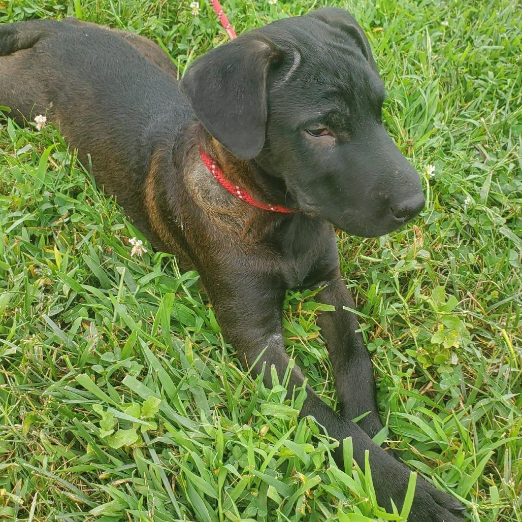 Enlarge Eleanor (The Charming Litter), a Adoptable mixed breed in Lenoir, NC image 3/3