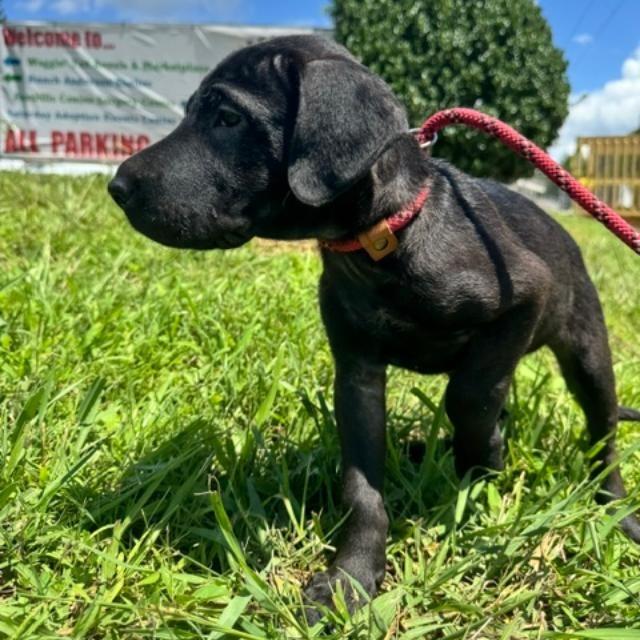 Eleanor (The Charming Litter), a Adoptable mixed breed in Lenoir, NC image 3/5