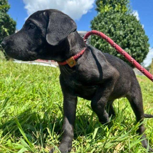 Eleanor (The Charming Litter), a Adoptable mixed breed in Lenoir, NC image 4/5