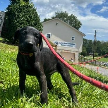 Eleanor (The Charming Litter), a Adoptable mixed breed in Lenoir, NC image 5/5
