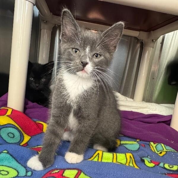 DELL, a ADOPTABLE Domestic Short Hair in La Crescent, MN image 1/6