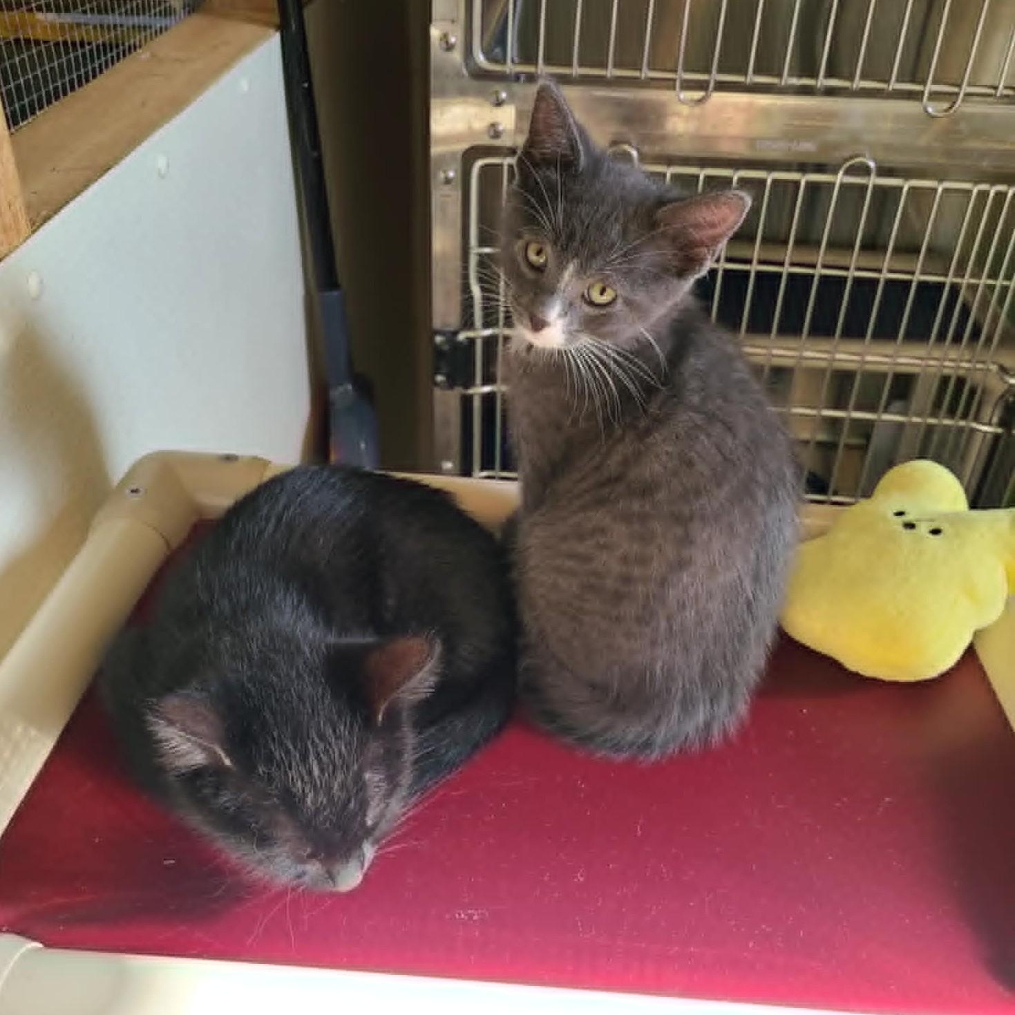 DELL, a ADOPTABLE Domestic Short Hair in La Crescent, MN image 5/6