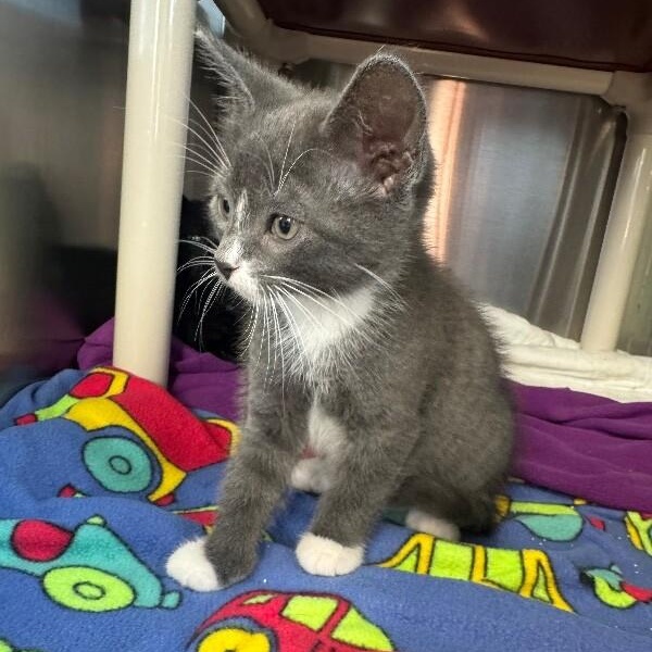 DELL, a ADOPTABLE Domestic Short Hair in La Crescent, MN image 2/6