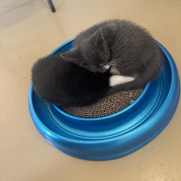 DELL, a ADOPTABLE Domestic Short Hair in La Crescent, MN image 3/6
