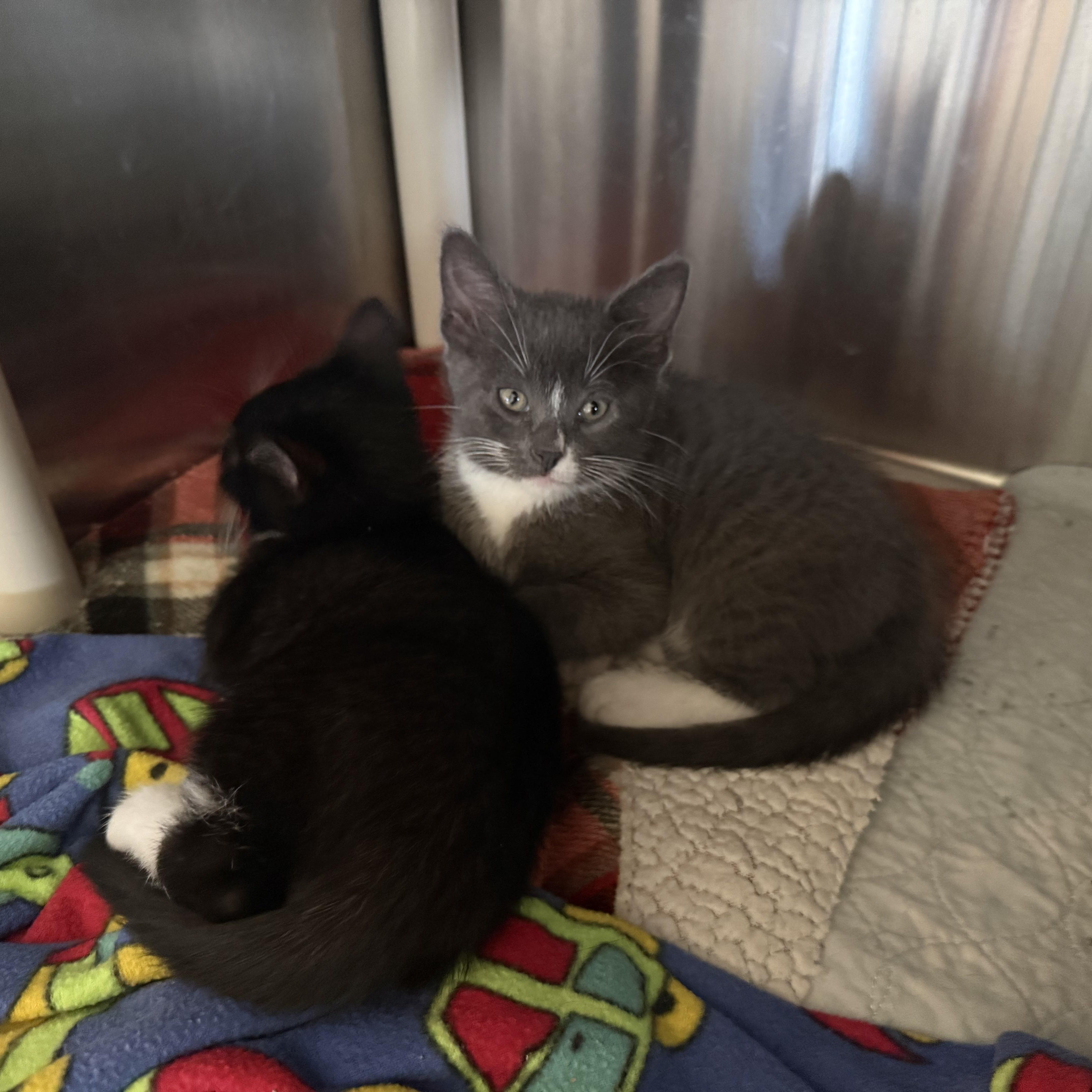 DELL, a ADOPTABLE Domestic Short Hair in La Crescent, MN image 4/6