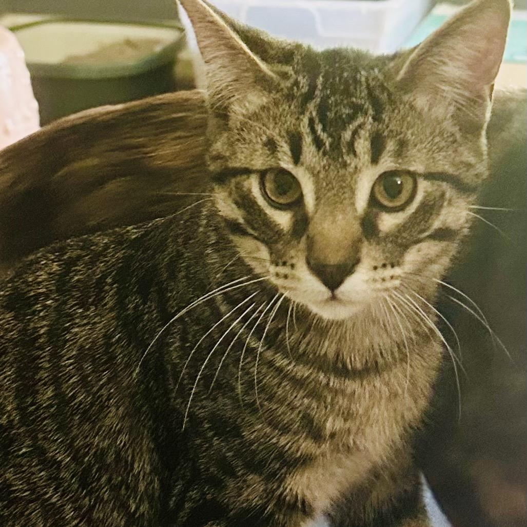 Enlarge Tommy, a Adoptable Domestic Short Hair in Tupelo, MS image 1/1