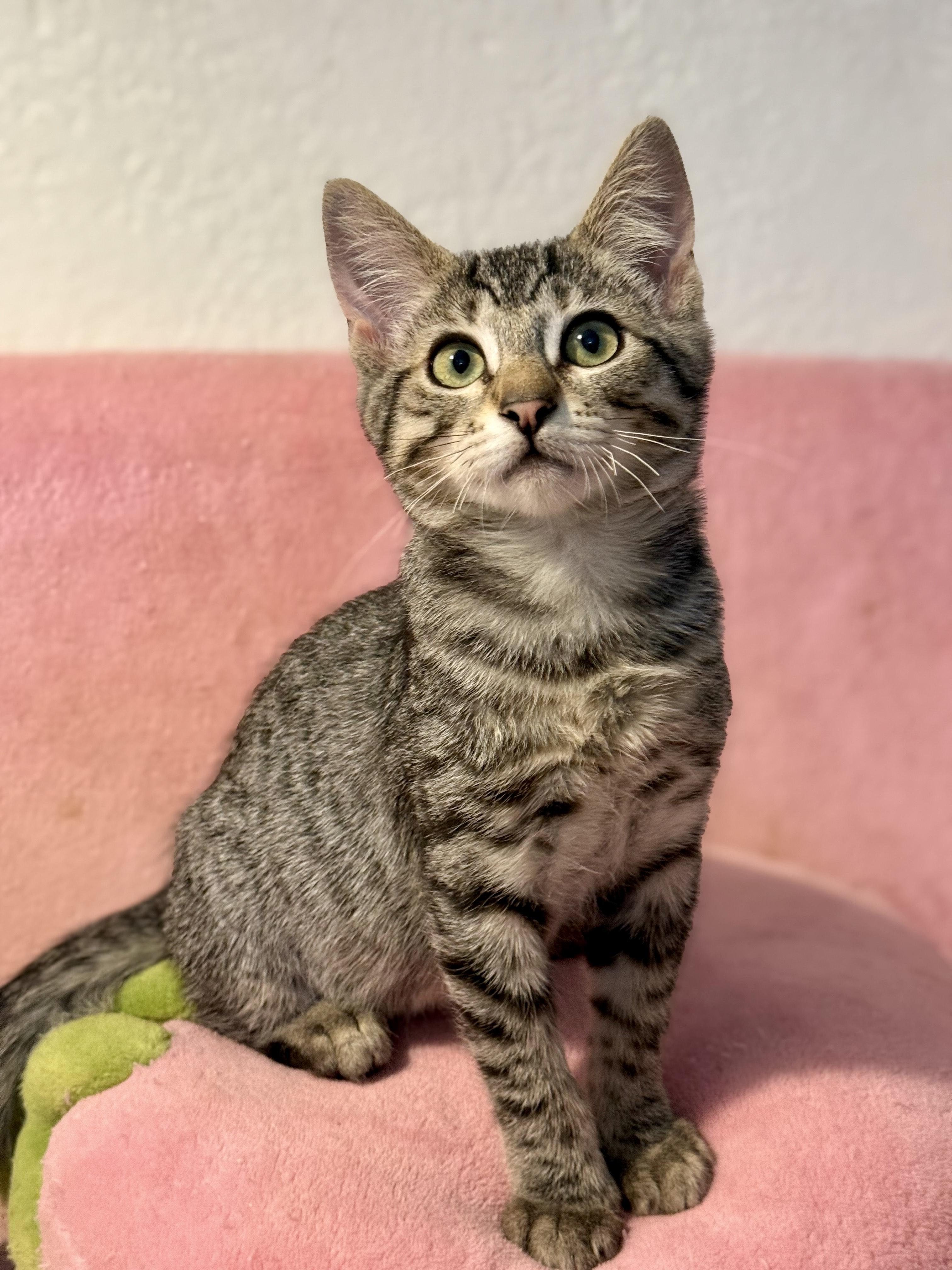 Cupcake, a Adoptable mixed breed in Vallejo, CA image 2/3