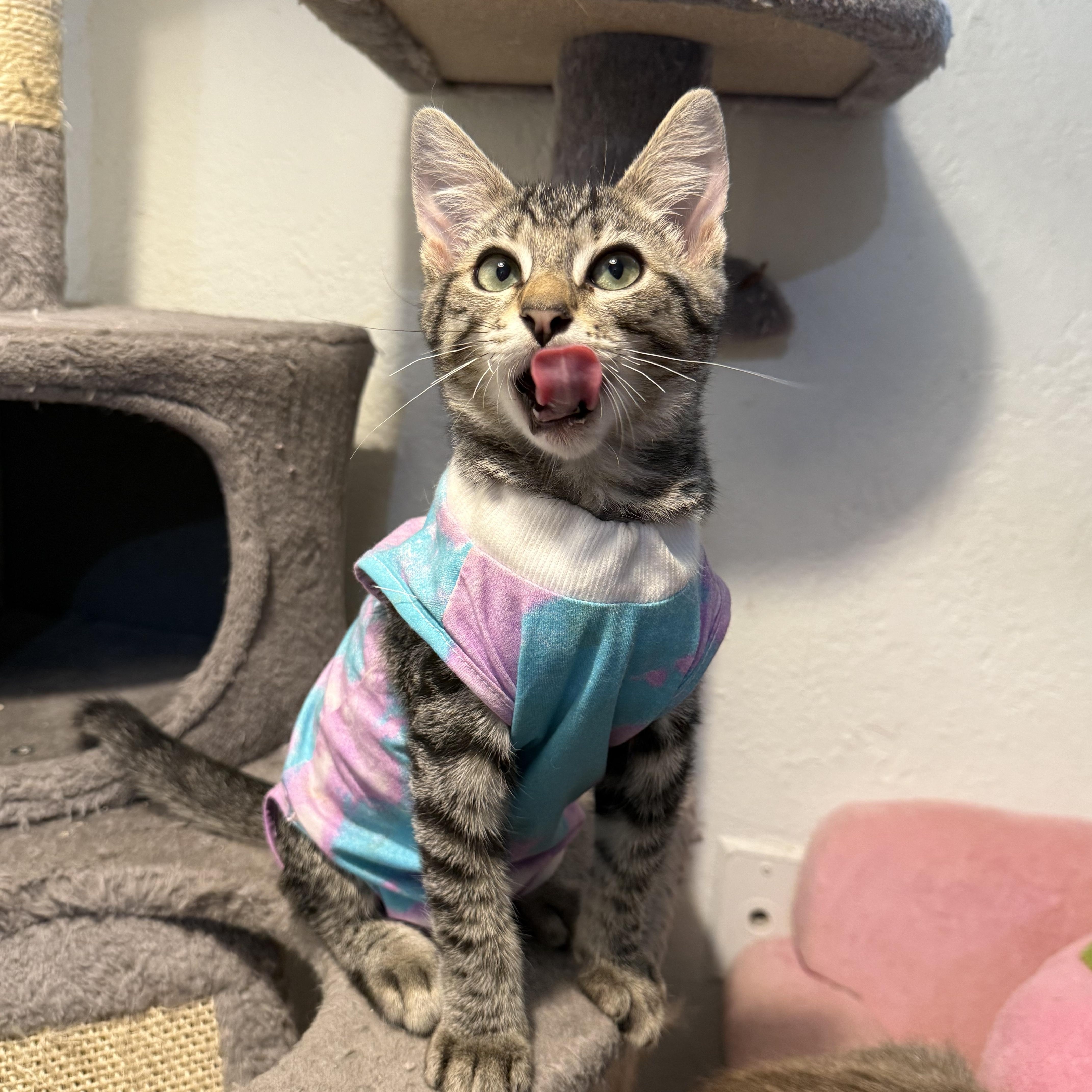 Cupcake, a Adoptable mixed breed in Vallejo, CA image 3/3