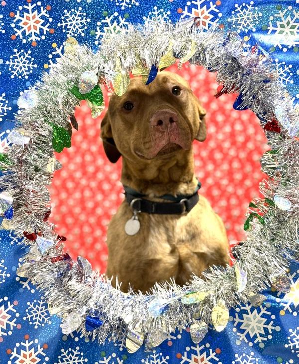 Drakken, Adoptable, Adult Male Pit Bull Terrier.