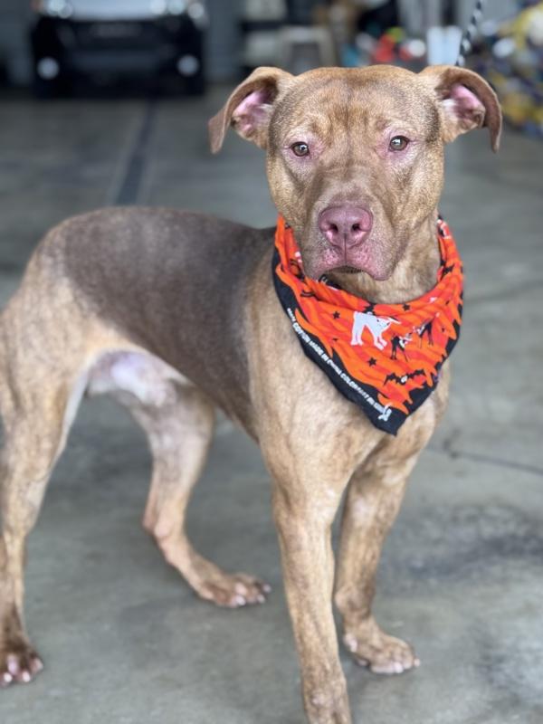 Enlarge Drakken, a Adoptable mixed breed in Lancaster, OH image 2/6