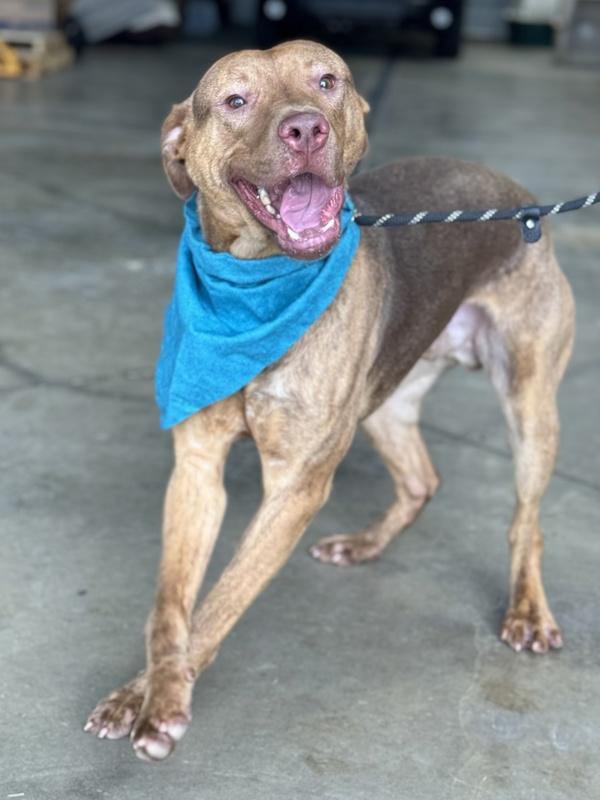 Enlarge Drakken, a Adoptable mixed breed in Lancaster, OH image 3/6