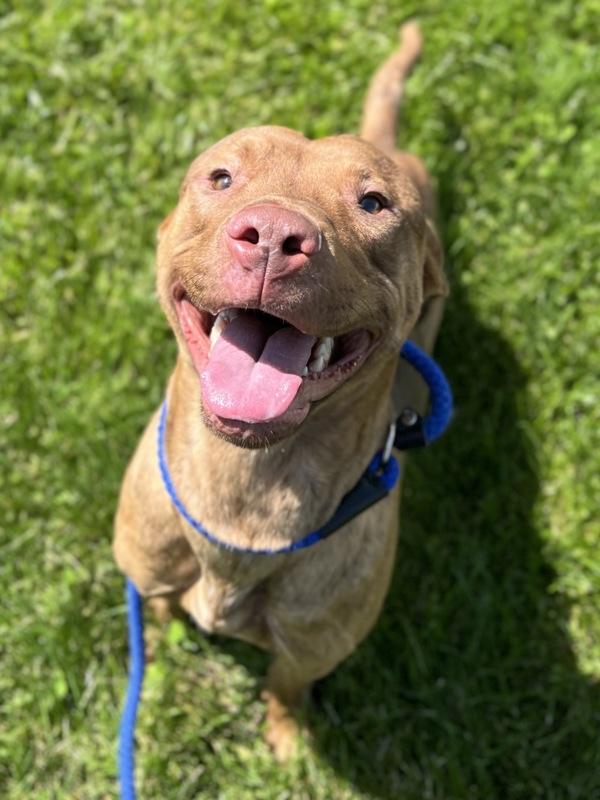 Enlarge Drakken, a Adoptable mixed breed in Lancaster, OH image 6/6