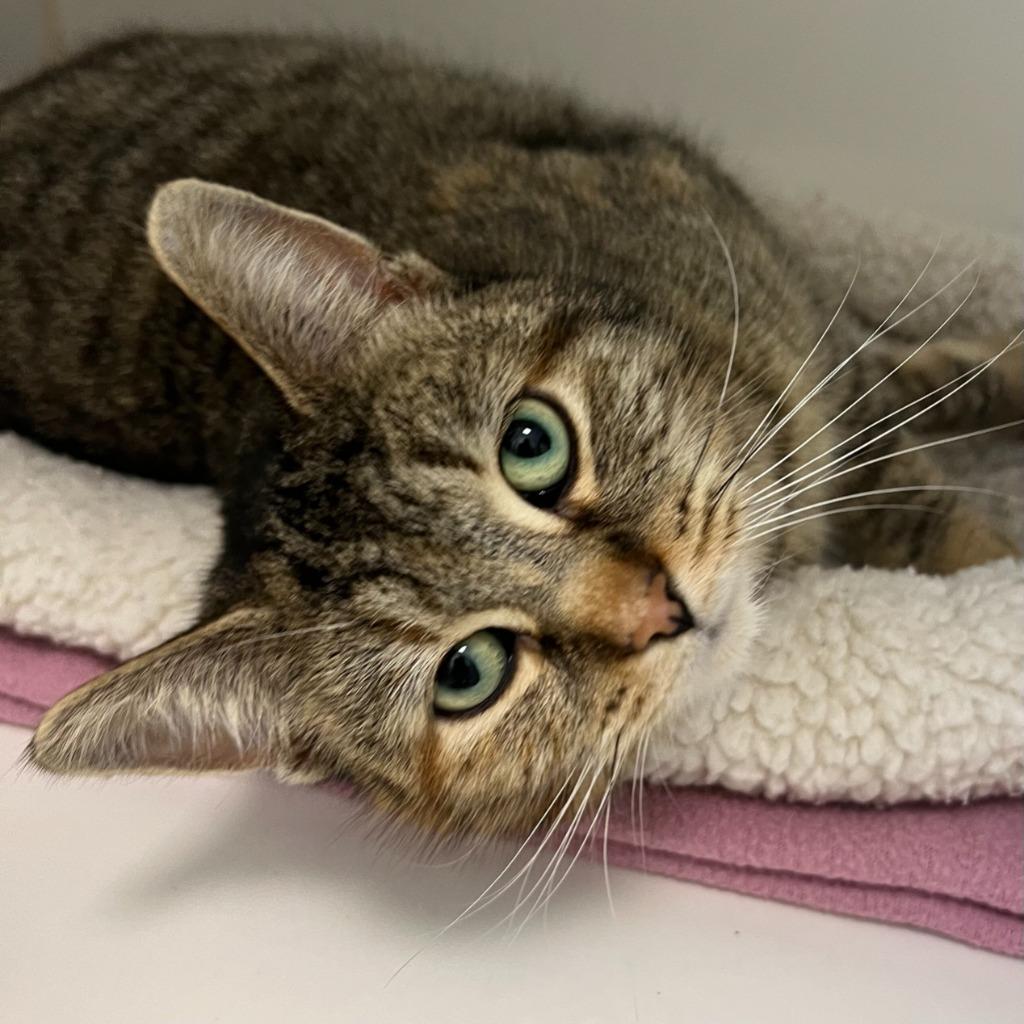 Myra, adopted, Adult Female Domestic Short Hair.
