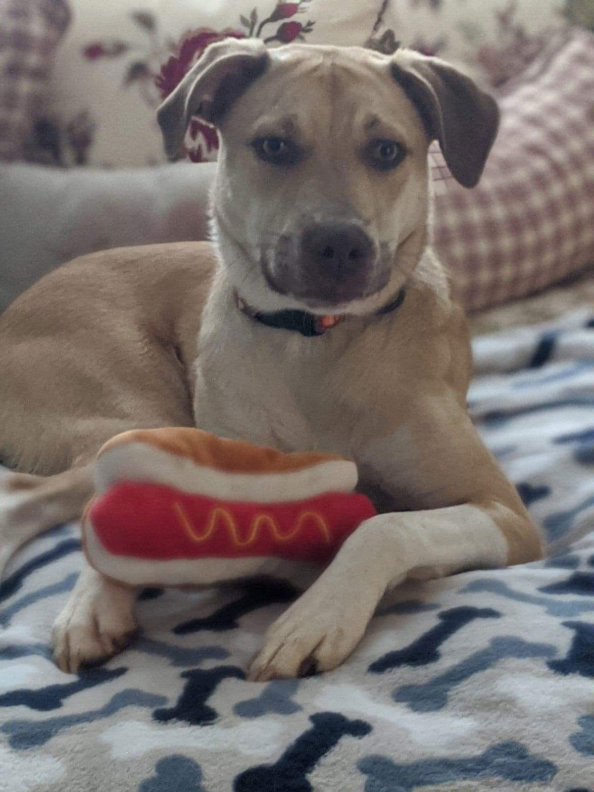 Deacon, Adoptable, Young Male Terrier & Boxer.