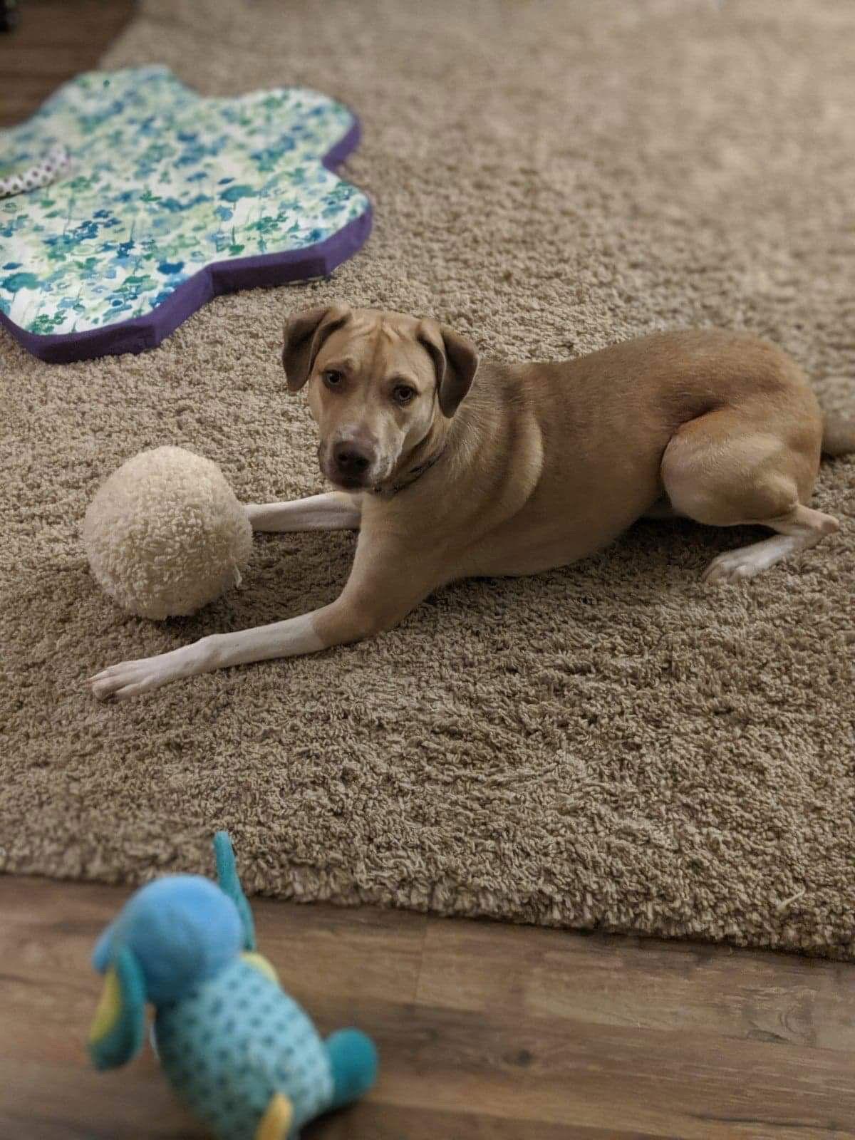 Enlarge Deacon, a Adoptable mixed breed in Mint Hill, NC image 3/6