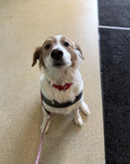 Enlarge Lady Britney, an adopted mixed breed in Harbor Springs, MI image 1/1