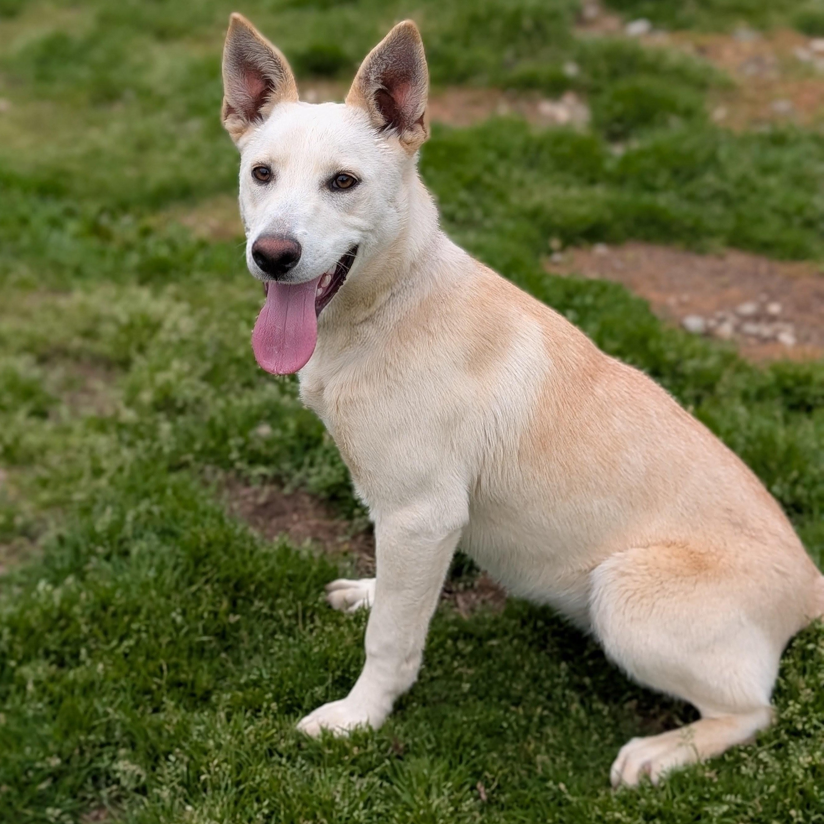 Enlarge MS SWEET TEA, an adopted mixed breed in Cranston, RI image 2/2