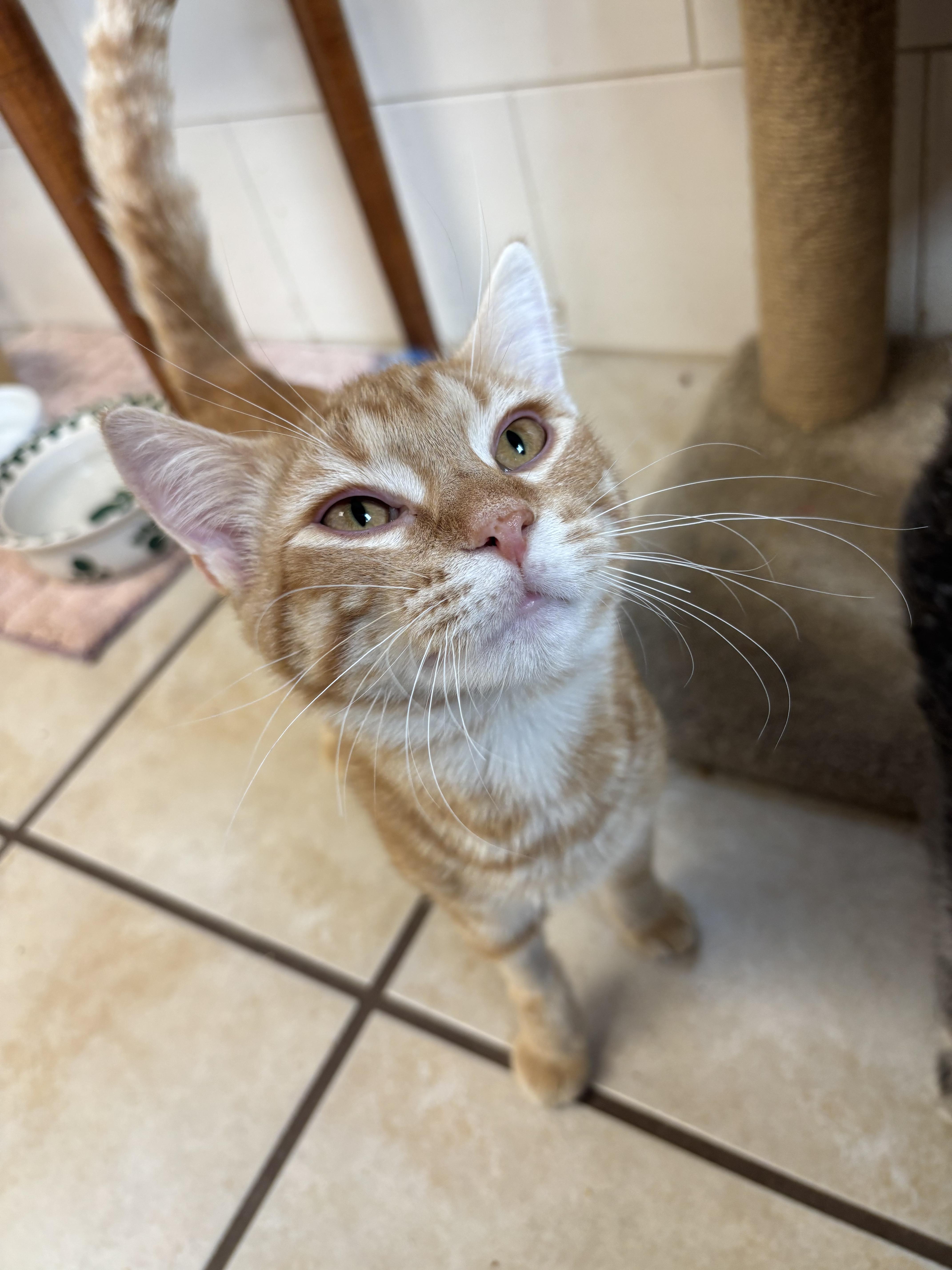 Enlarge Ferb, a Adoptable Domestic Short Hair in Chippewa Falls, WI image 1/1