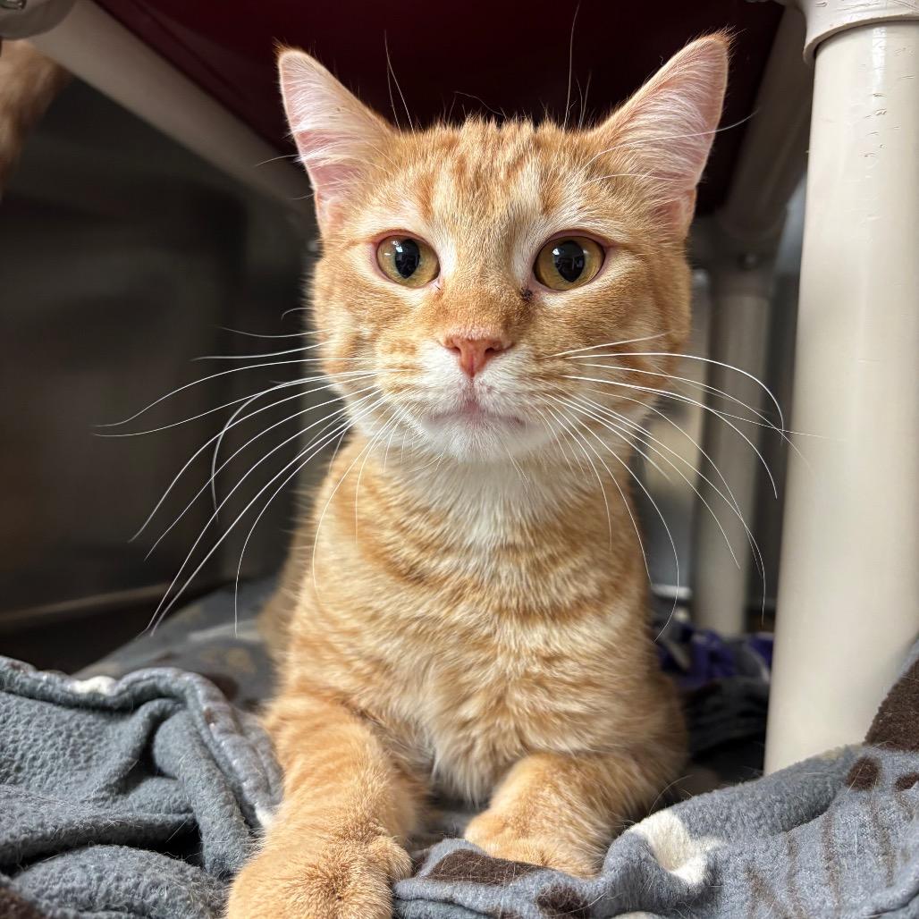 Enlarge Ferb, a Adoptable Domestic Short Hair in Chippewa Falls, WI image 1/1