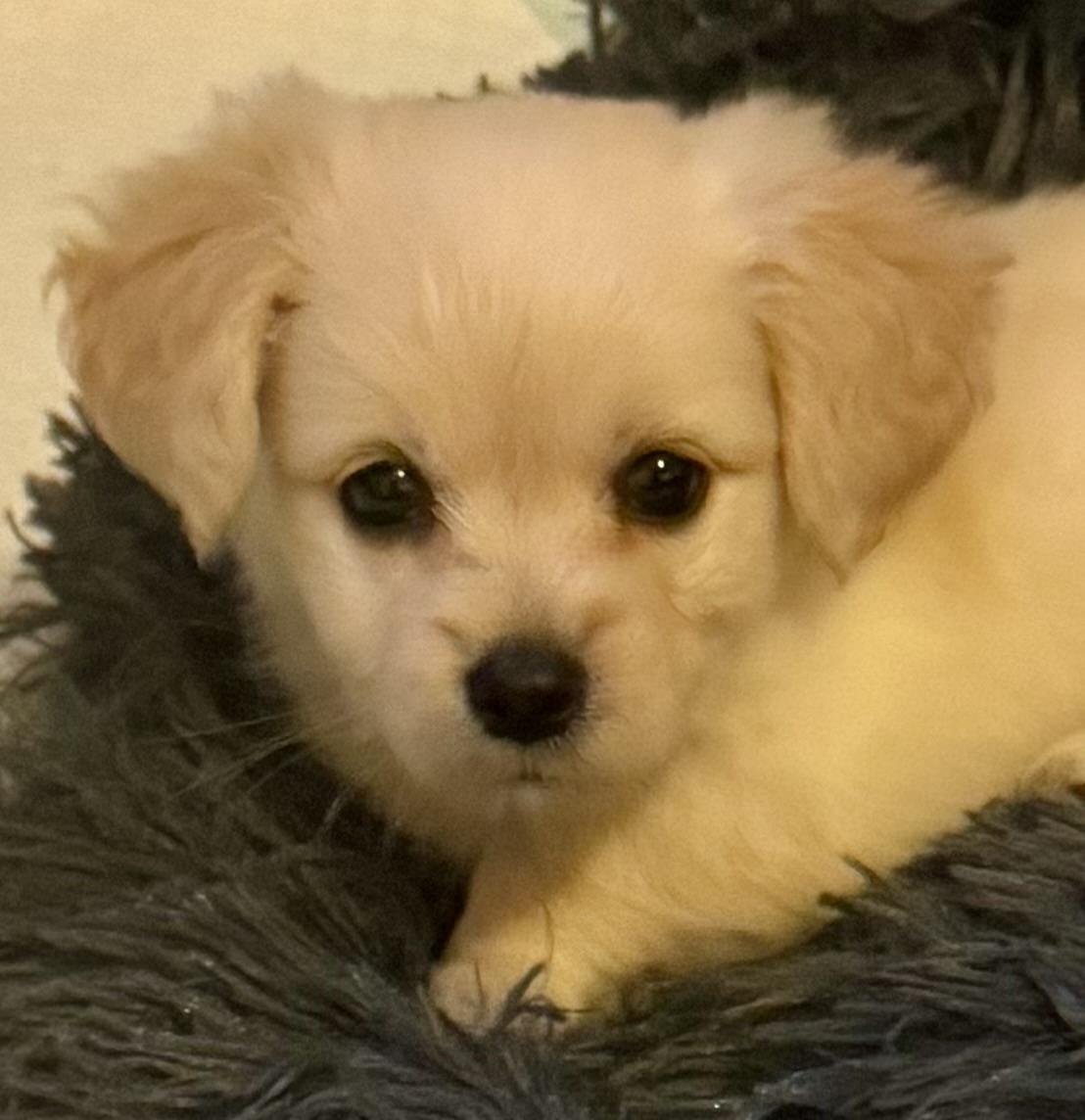 Auggie Yorkshire Terrier Dog