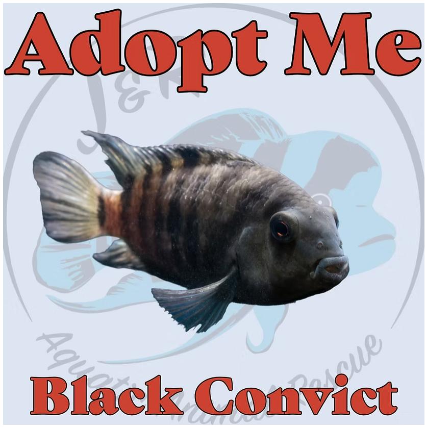 Enlarge Black Convict Cichlid, a Adoptable Freshwater Fish in Neenah, WI image 1/1