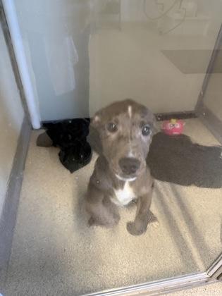 Enlarge Ellie, an adopted mixed breed in Pequot Lakes, MN image 1/1